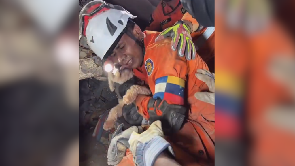 Cachorra é resgatada com vida após cinco dias sob escombros na Venezuela