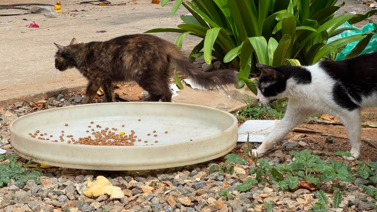 Voluntários do Amazonas resgatam 16 gatos em La Guaira, Venezuela