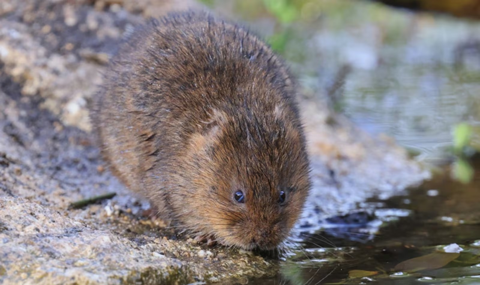 Rato-d’água-europeu retorna à Cornualha após 20 anos de extinção local