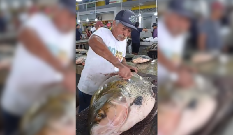 Tambaqui Gigante de 50 Quilos Chama Atenção em Feira de Coari