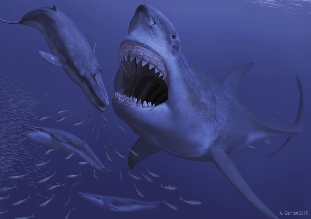 Megalodonte poderia medir o equivalente a dois ônibus, aponta estudo