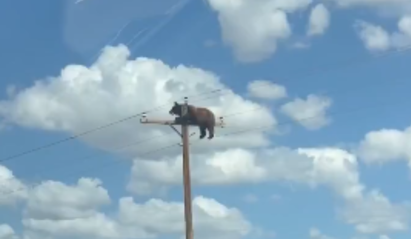 Urso morre eletrocutado em poste de luz nos EUA; vídeo impressiona