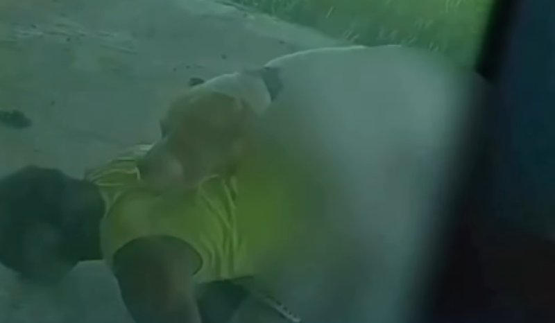 Homem é procurado por abuso sexual contra cachorro em Presidente Figueiredo