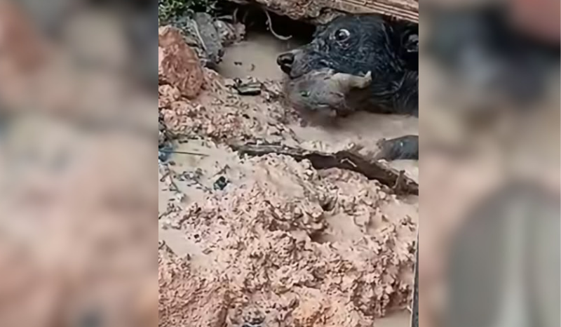 Cadela entra em área alagada para resgatar filhote em Manaus