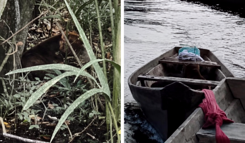 Pitbull é resgatado desnutrido após abandono em Maués, Amazonas