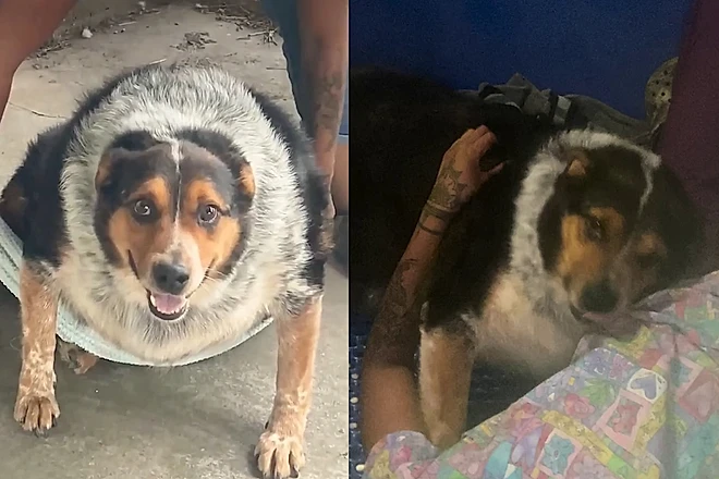 Veterinária transforma a vida de cão obeso de 63 kg nos EUA