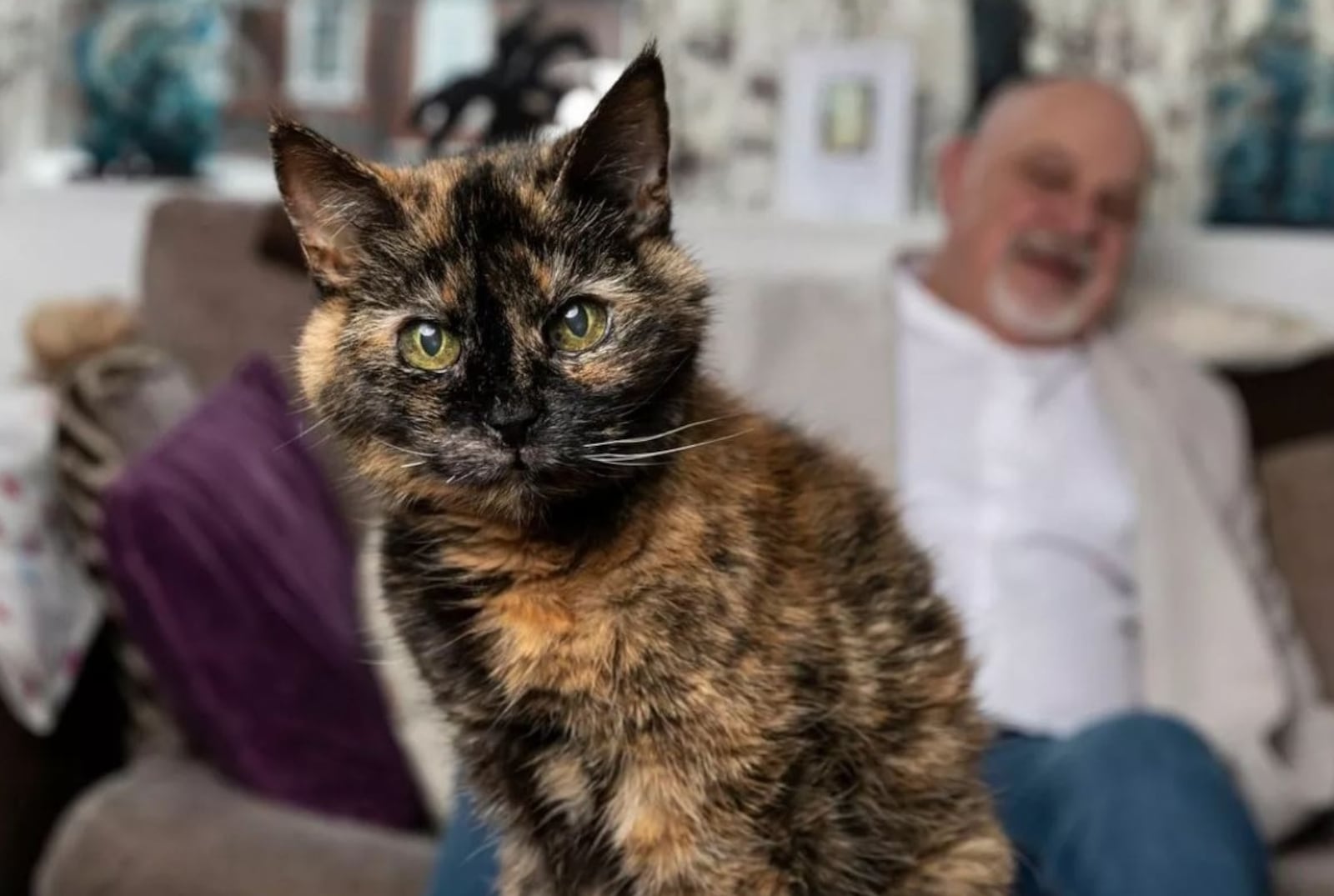 Gata de 31 anos é considerada a mais velha do mundo, diz tutor no Reino Unido