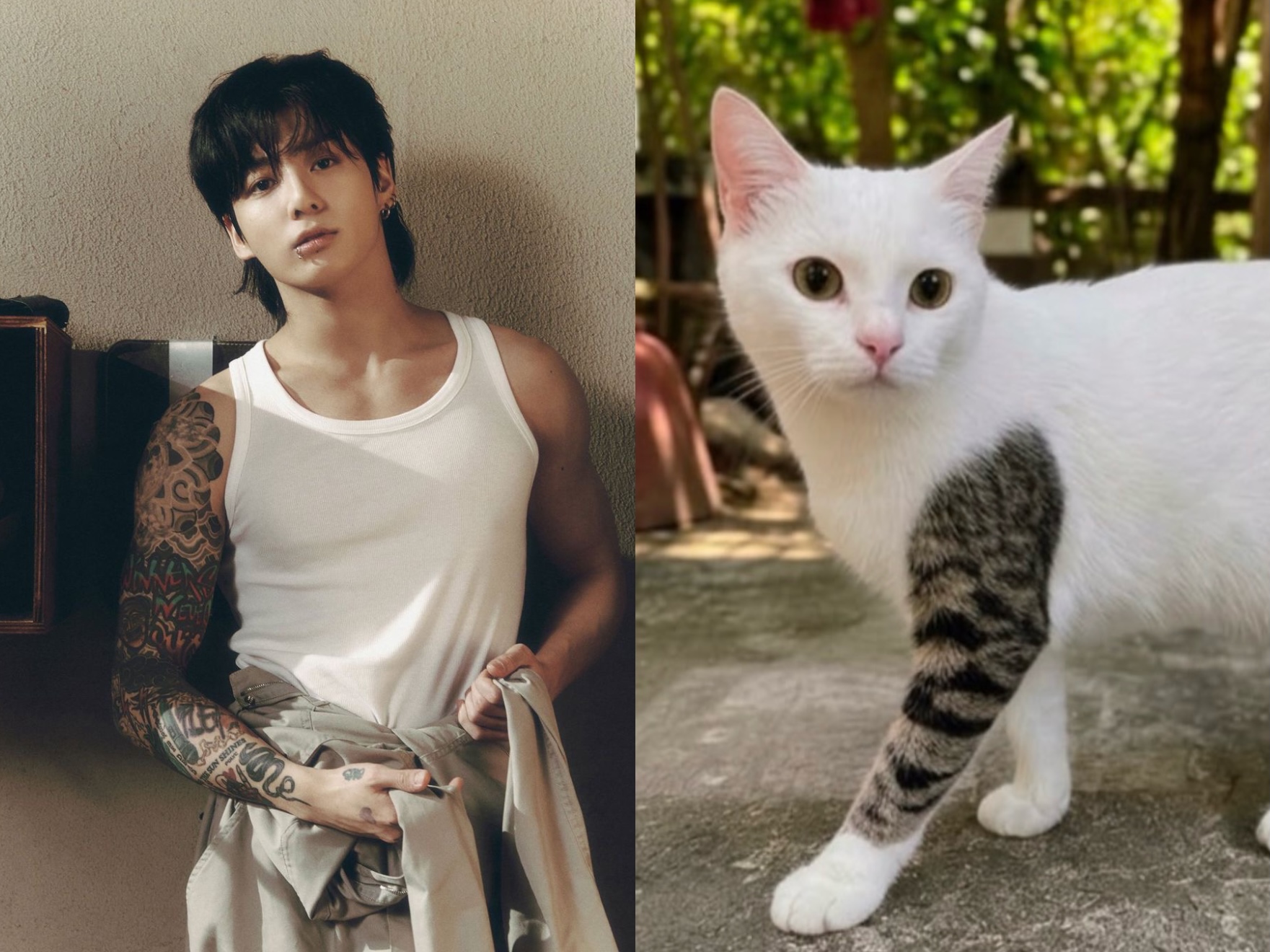 Gato com pata 'tatuada' conquista a internet e é comparado a Jungkook do BTS