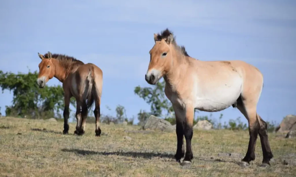 Takhi: O Cavalo Selvagem que Renascem na Mongólia