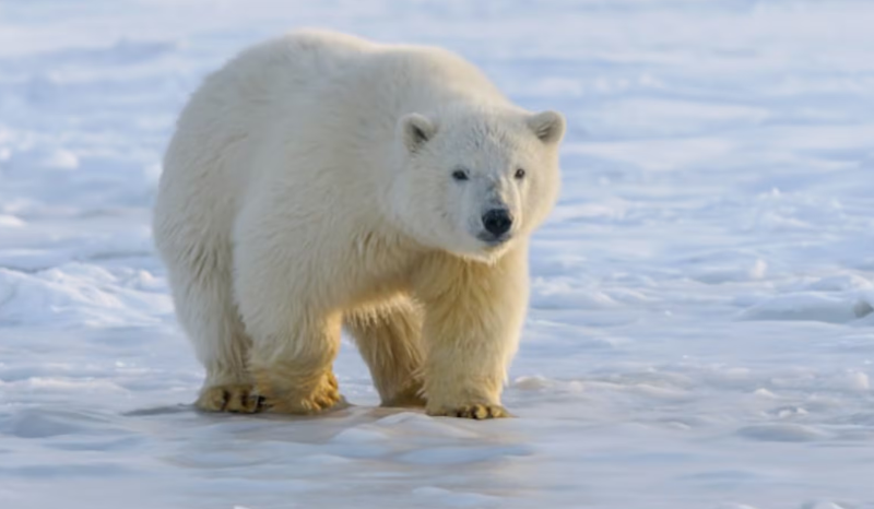 Multa de R$ 27 mil para homem que acordou urso polar na Noruega