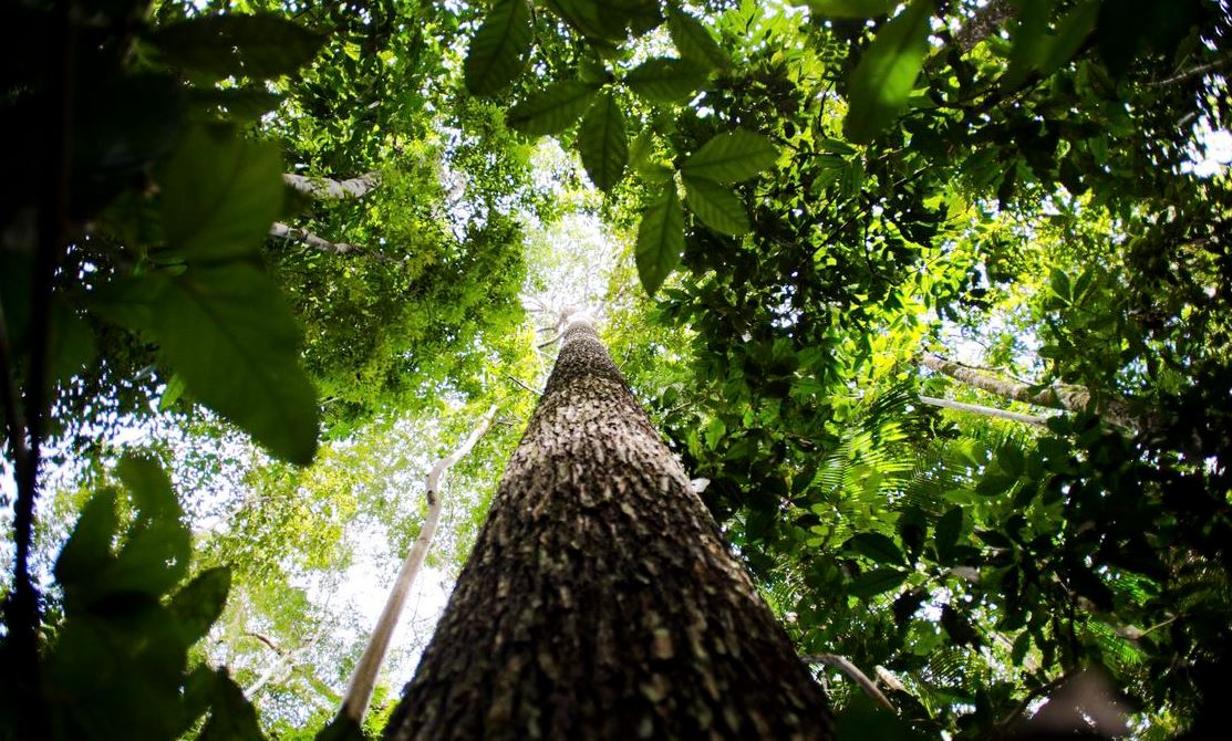 Estudo revela que falta de água pode ser mais prejudicial que calor para plantas