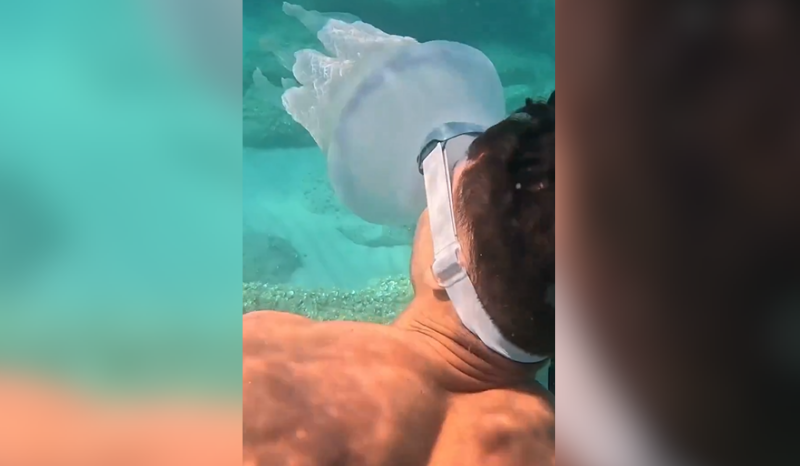 Influenciador tenta beijar água-viva durante mergulho e se machuca gravemente