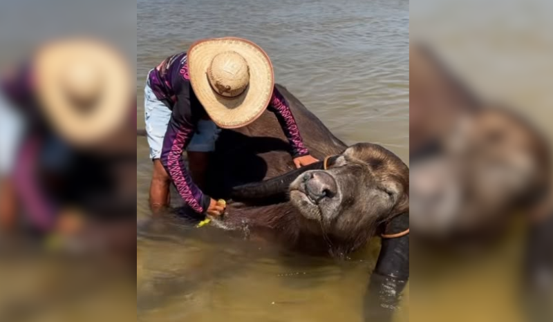 Búfalo Baiano da Ilha de Marajó se torna sensação nas redes sociais