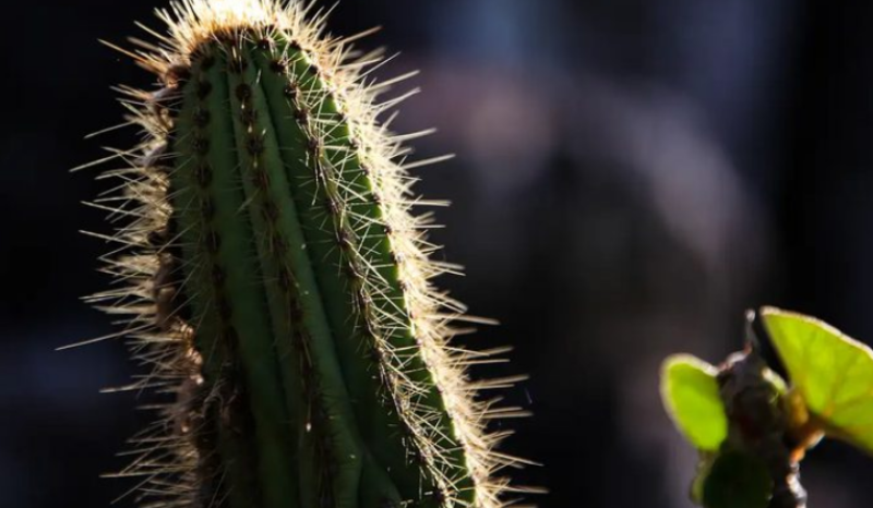 Principais destinos turísticos da Caatinga no Brasil