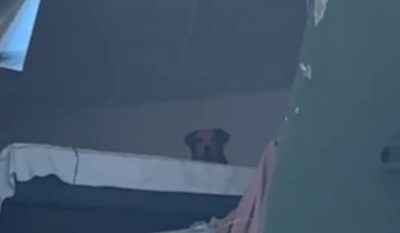 Cachorro fica preso em prédio danificado por terremoto na Colômbia