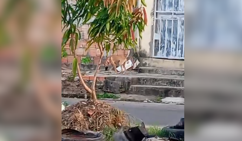 Cachorro é flagrado em maus-tratos no bairro Nova Cidade; veja o vídeo
