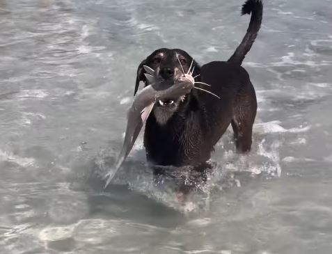 Cachorro é flagrado carregando peixe na praia de Ponta de Mangue, Alagoas
