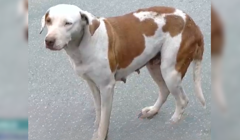 Cadela abandona salva recém-nascido deixado em sofá na Grande BH