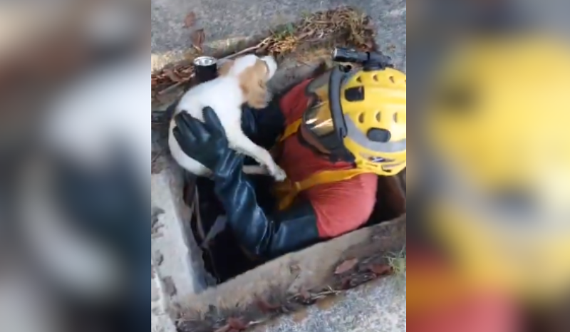 Cachorrinho é resgatado de bueiro de 15 metros em Manaus