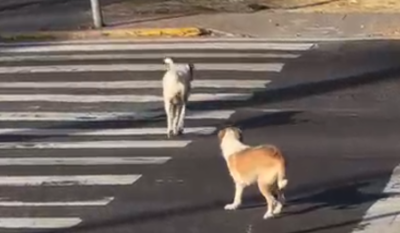Cachorros atravessam na faixa de pedestres na avenida Mario Ypiranga em Manaus