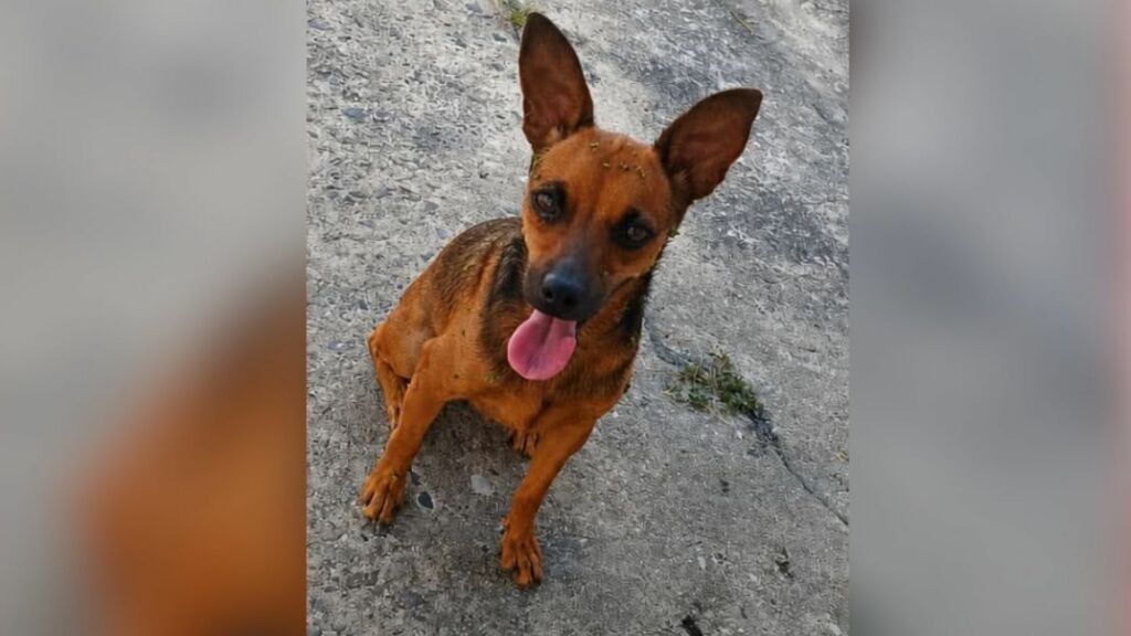 Família busca ajuda nas redes sociais para encontrar cadelinha desaparecida em Manaus