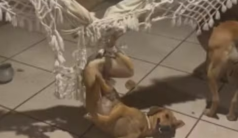 Cadela presa em rede gera alerta para tutores de pets em casa