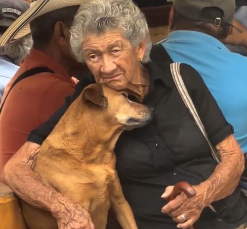 Cena de afeto entre idosa e vira-lata na praça central de Támesis, Colômbia