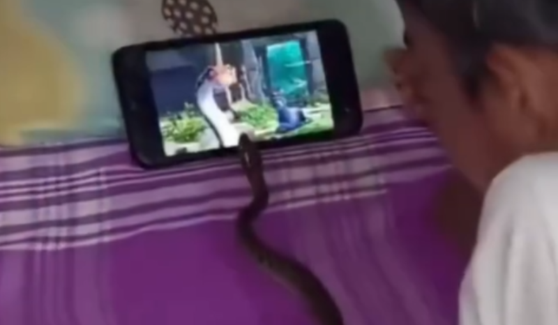 Menino encanta internautas ao assistir vídeos com cobra de estimação