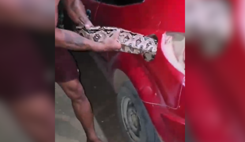 Vídeo de cobra em tanque de combustível gera desconfiança nas redes sociais