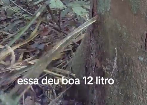 Vídeo sobre extração de óleo de copaíba na Amazônia viraliza nas redes sociais