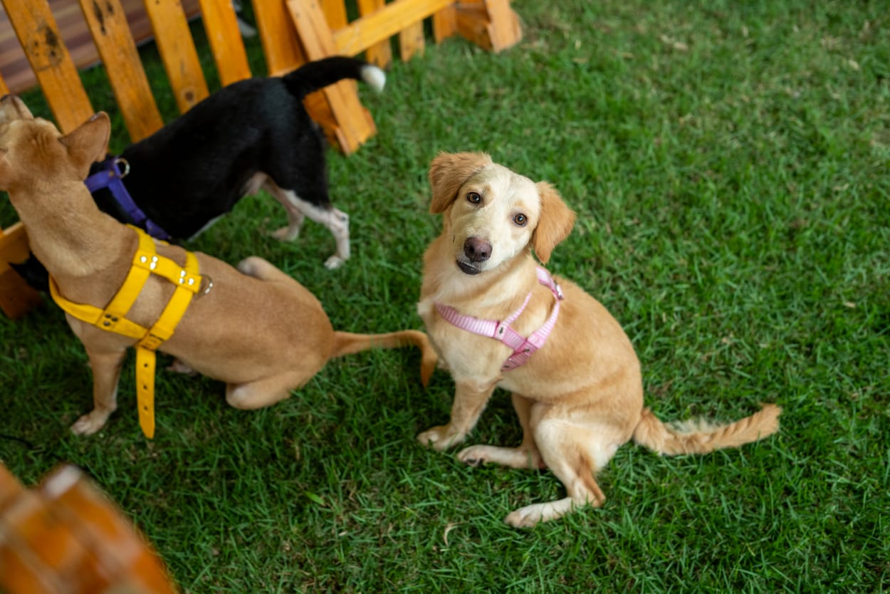 Feira de Adoção de Pets no Manauara Shopping: Dê uma nova chance a um amigo