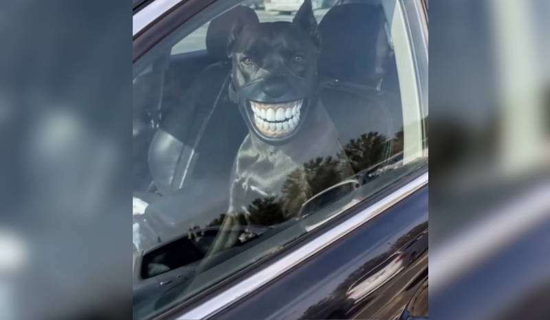 Vídeo de pitbull com focinheira inusitada faz sucesso nas redes sociais
