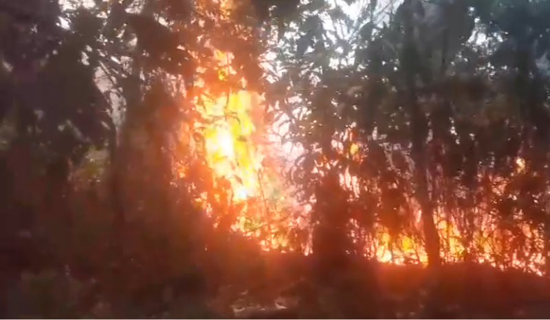 Incêndio consome extensa área de vegetação em Caapiranga, AM