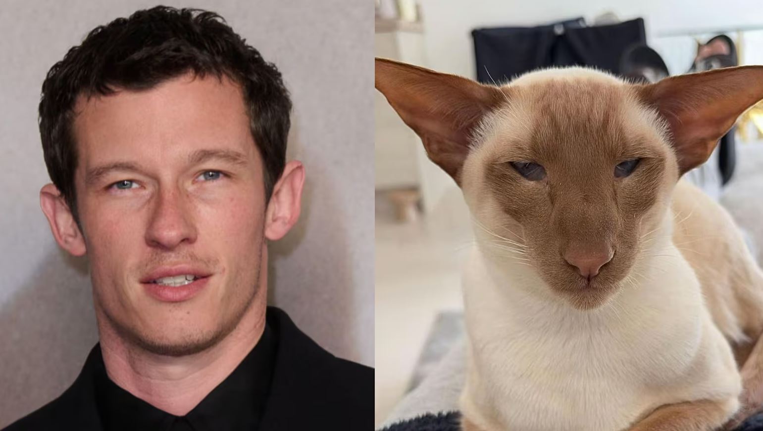 Marido de Dua Lipa, Callum Turner, vira meme por semelhança com gato