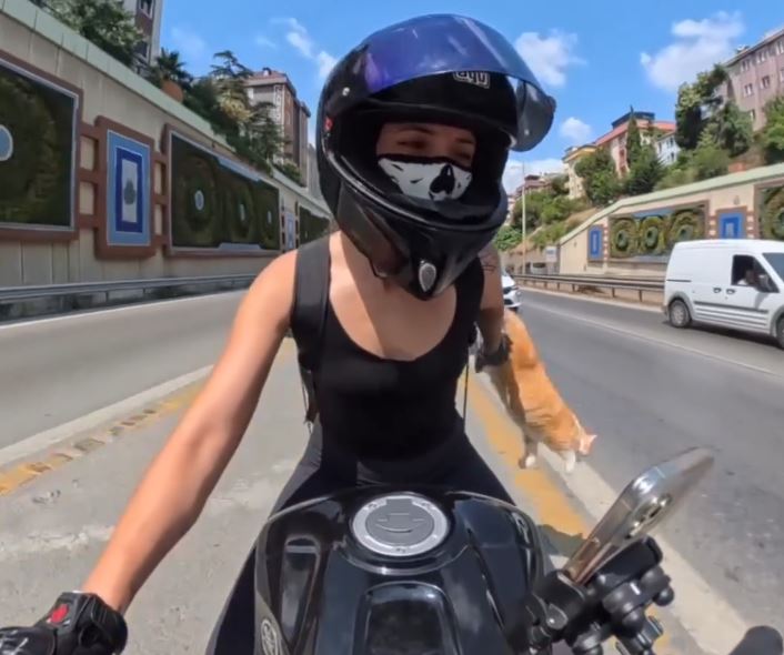 Gato escapa de mochila durante trajeto de moto em Istambul