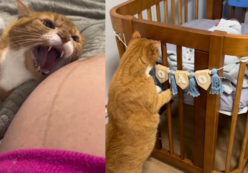 Gato Lenine se torna guardião dos gêmeos e viraliza na internet