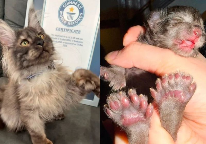 Gato com 29 dedos é recordista mundial segundo Guinness