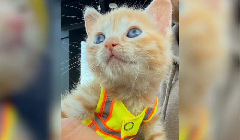 Gata resgatada em escavadeira se torna mascote de equipe de construção