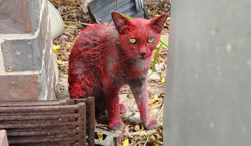 Gato vermelho chama atenção no Texas e autoridades pedem cuidados