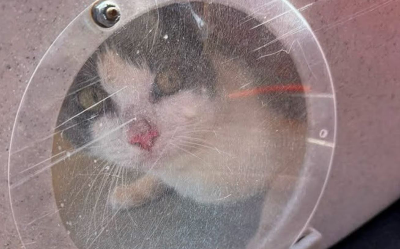 Polícia de Tacoma resgata 60 gatos em veleiro próximo ao Point Defiance Park