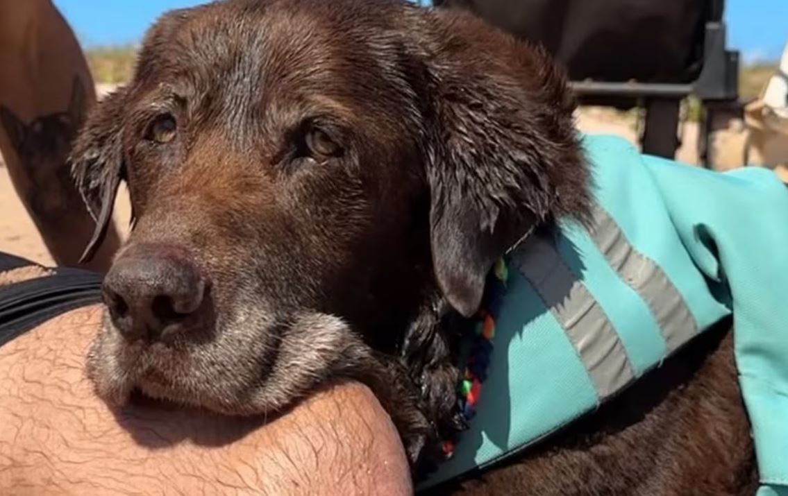 Bono: O labrador que conquistou 7 títulos mundiais no surfe