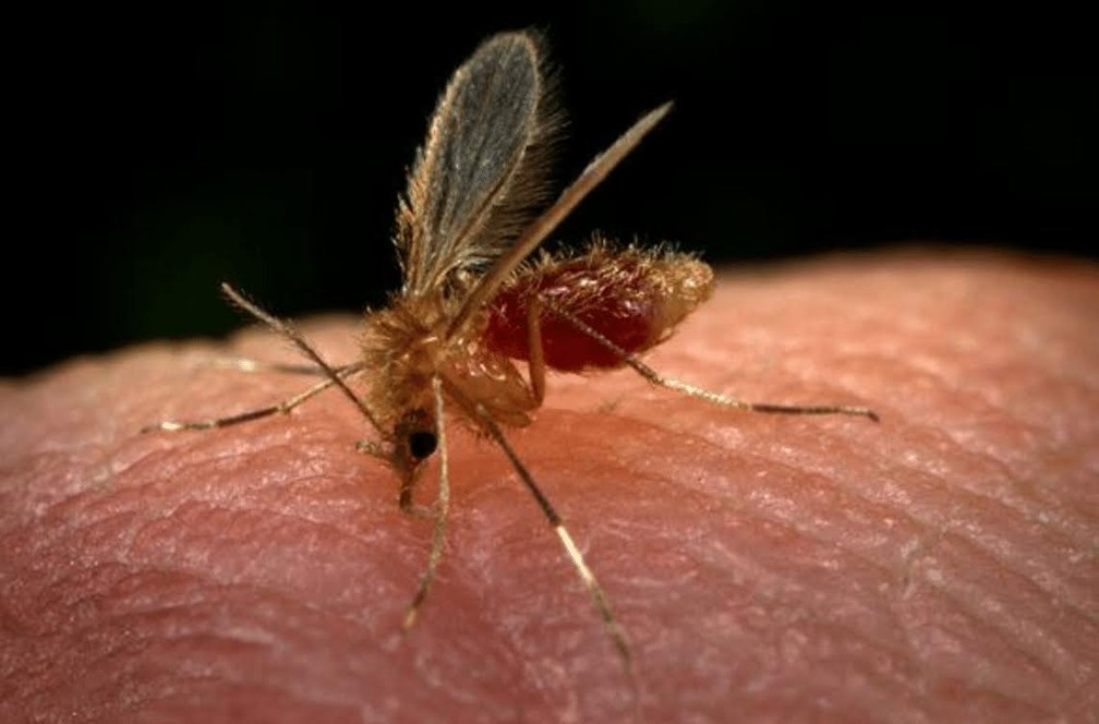 Casos de leishmaniose no Amazonas aumentam 19,75% até agosto de 2023