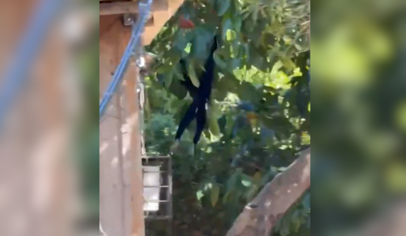 Macaco-aranha causa curiosidade e preocupação na zona sul de Manaus