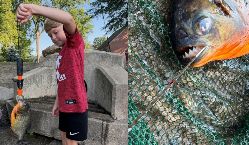 Menino de 8 anos surpreende pai ao pescar piranha na Pensilvânia