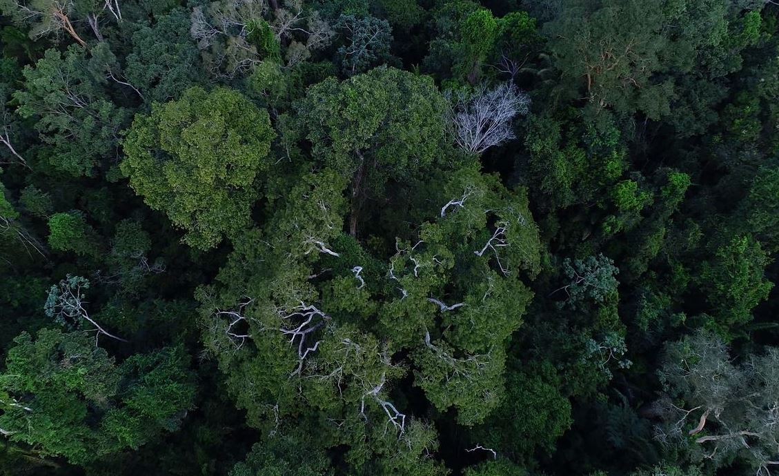 Estudo revela que civilização amazônica atingiu 3 milhões de habitantes