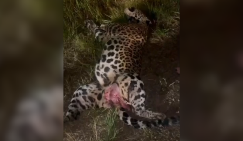 Vídeo mostra onça-pintada encontrada morta na BR-319 em Manaus