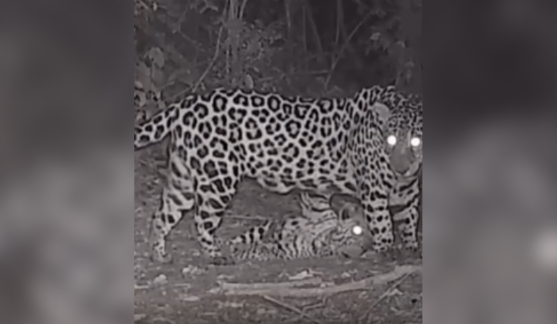 Filhote de onça-pintada faz dengo para mãe nas Cataratas do Iguaçu