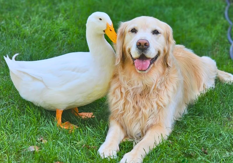 Amizade Inusitada: Pato Renova Alegria de Cadela com Epilepsia
