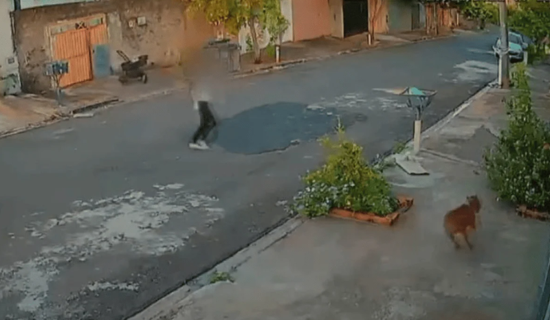 Carrinho de bebê desgovernado desce rua enquanto mãe persegue pitbull