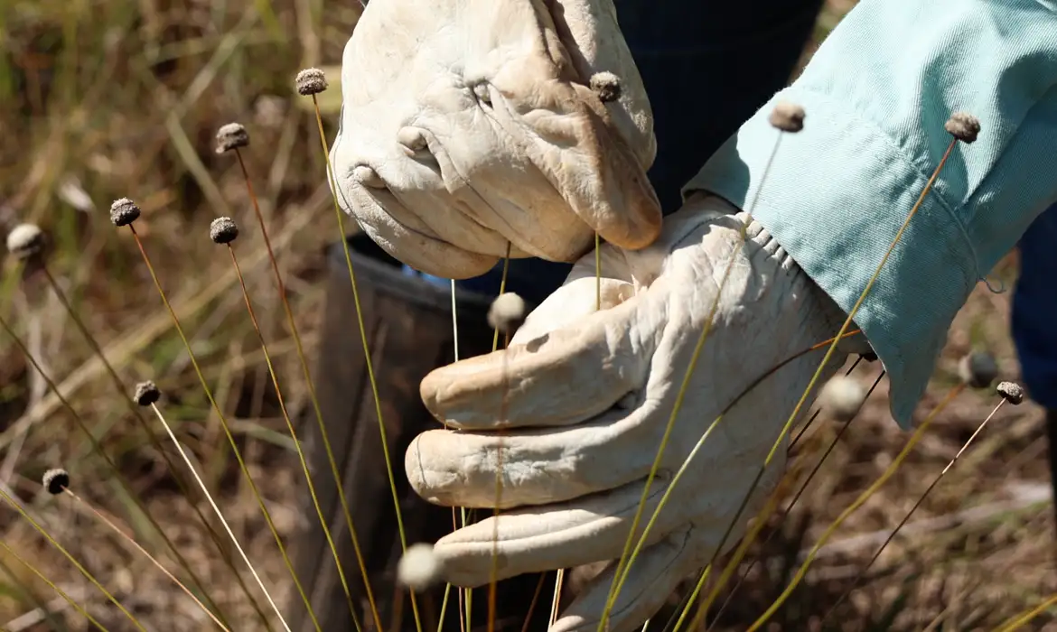 Redescoberta de Plantas Extintas em Minas Gerais Surpreende Pesquisadores